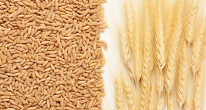 Evaluating Sources: How to Separate Wheat from Chaff